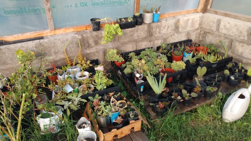 Foto 3 Plantas ubicadas en el invernadero de Reciclando Vida Creditos Proyecto Reciclando Vida Paula Daguerre