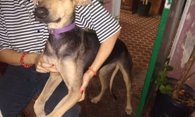 Día del animal: la labor de les rescatistas