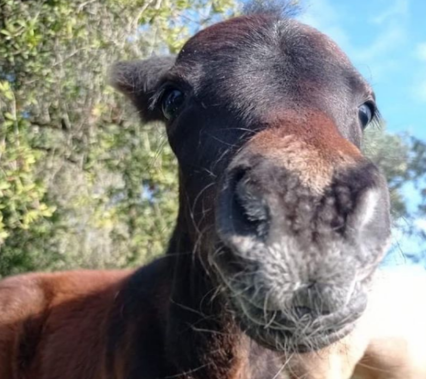ACMA Un lugar donde los milagros suceden cada día 2 Pamperito ACMA