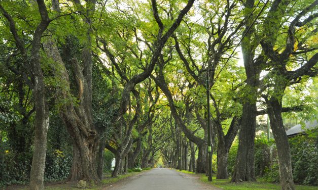 Ituzaingó: cuidar el ambiente desde casa