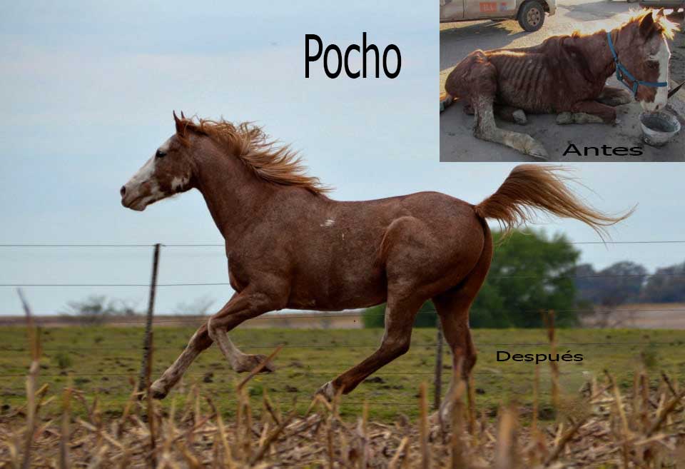 ACMA Un lugar donde los milagros suceden cada día 3 pocho Antes despues Foto ACMA. Gri Sel