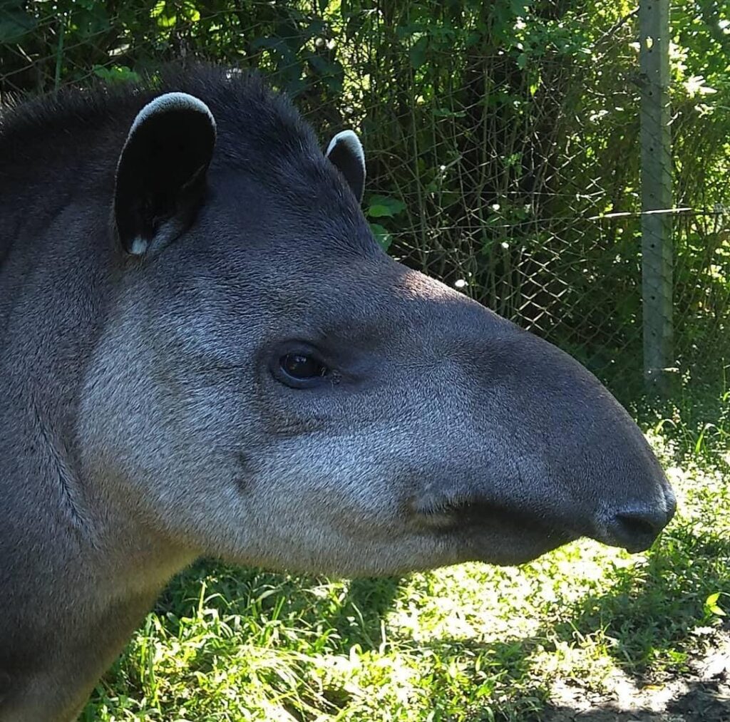 tapir adulto Silvia Raggio
