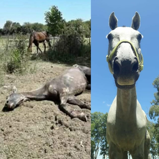 ACMA Un lugar donde los milagros suceden cada día 1 wally antes y despues Gri Sel 1