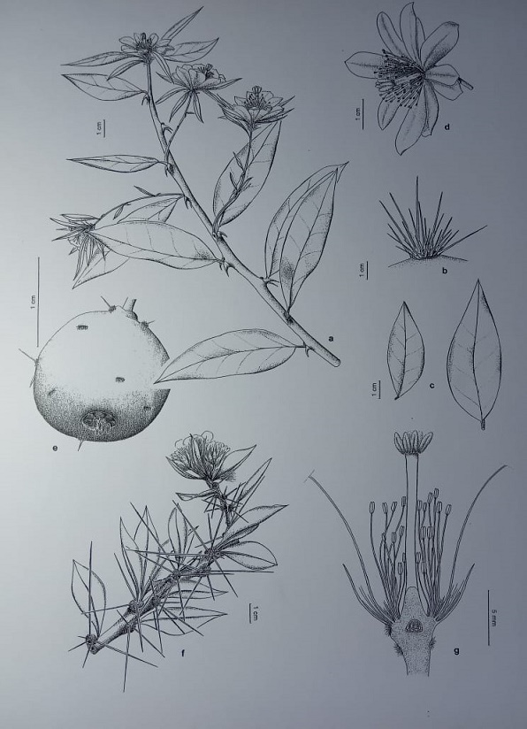 Ilustracion Cientifica de una flor