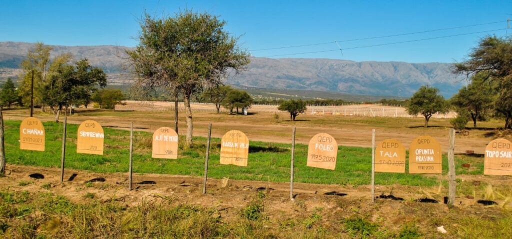 tumbas de arboles nativos por el desmonte