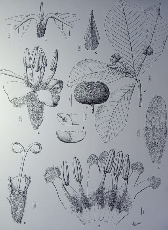 El valor del dibujo en la ciencia 2 Foto 2 Ilustracion Cientifica realizada por Alicia Fandino Credito Alicia Fandino Paula Daguerre