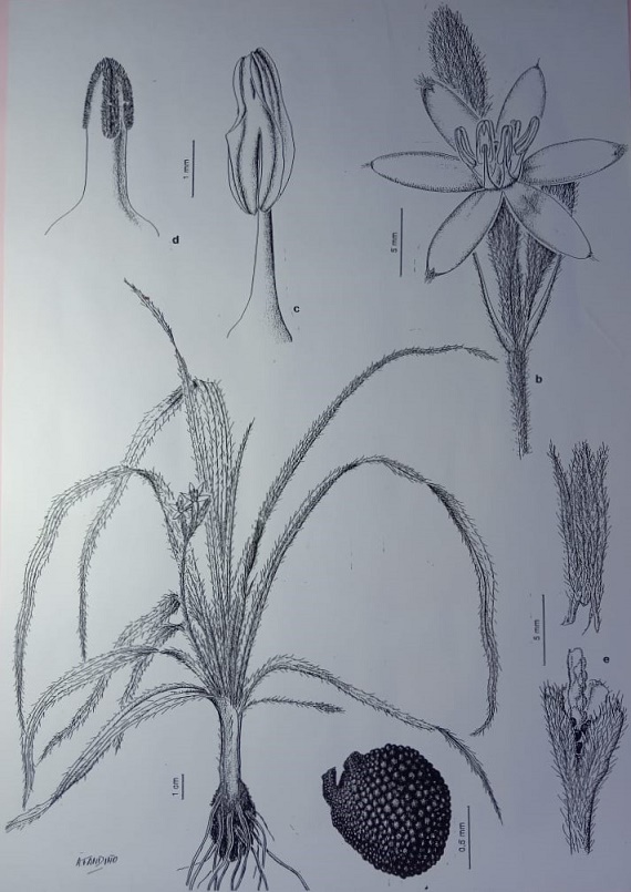 El valor del dibujo en la ciencia 3 Foto 3 Ilustracion Cientifica realizada por Alicia Fandino Credito Alicia Fandino Paula Daguerre