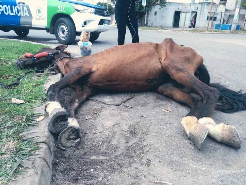 FOTO 3 Yegua agonizando que fue abandonada en la calle por los carreros que la explotaron hasta mas no poder Silvia Raggio