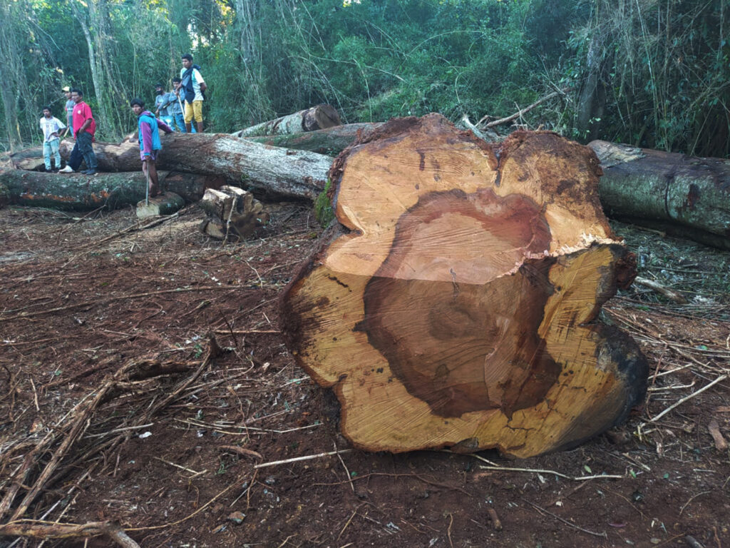 Foto 1 Desmonte en Misiones Prensa ENDEPA Maria Josefina Severino