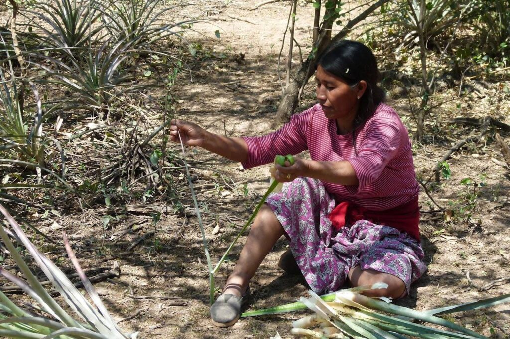 Foto 2 A traves de una planta llamada chaguar se obtiene un hilo que puede ser tejido. Confeccionan carteras y canastos que estan a la venta. Silvia Raggio