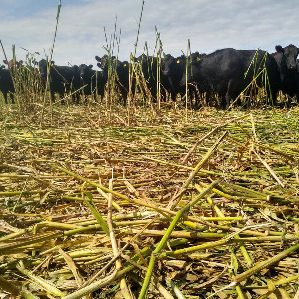 Foto 2 Alta carga de animales en lote de sorgo y soja Credito Margarita Tourn Paula Daguerre