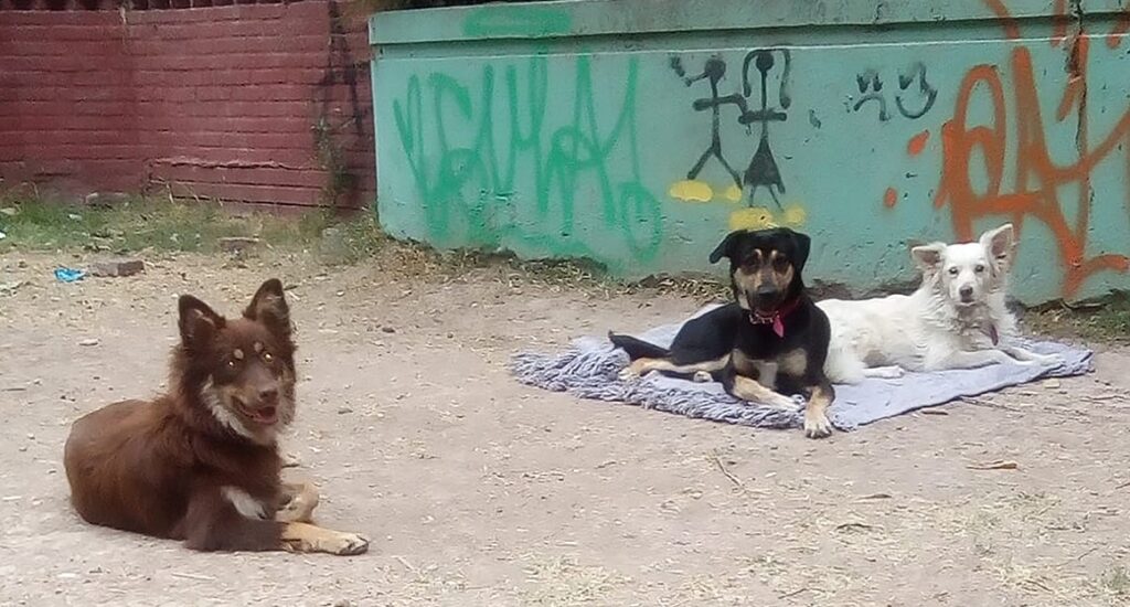 PERROS En la imagen las tres perritas de Georgina Credito Foto provista por la entrevistada Periodismo Franco 1