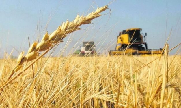 Preocupación por el trigo transgénico y su impacto ambiental