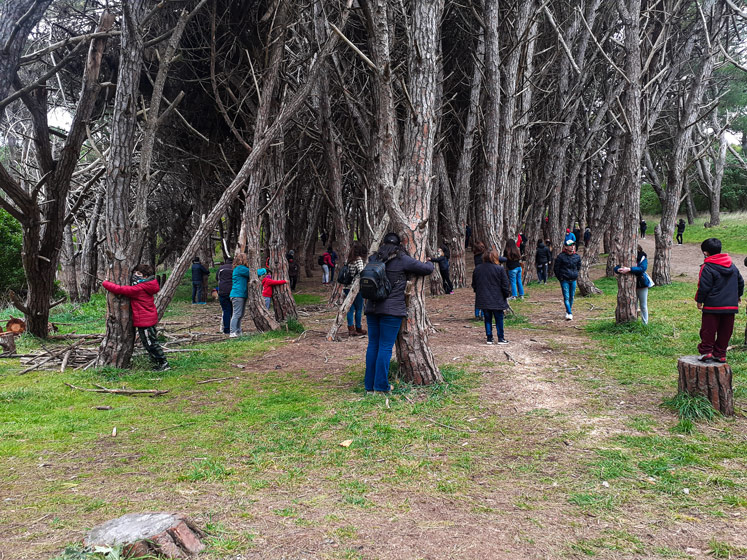 Bosque energético