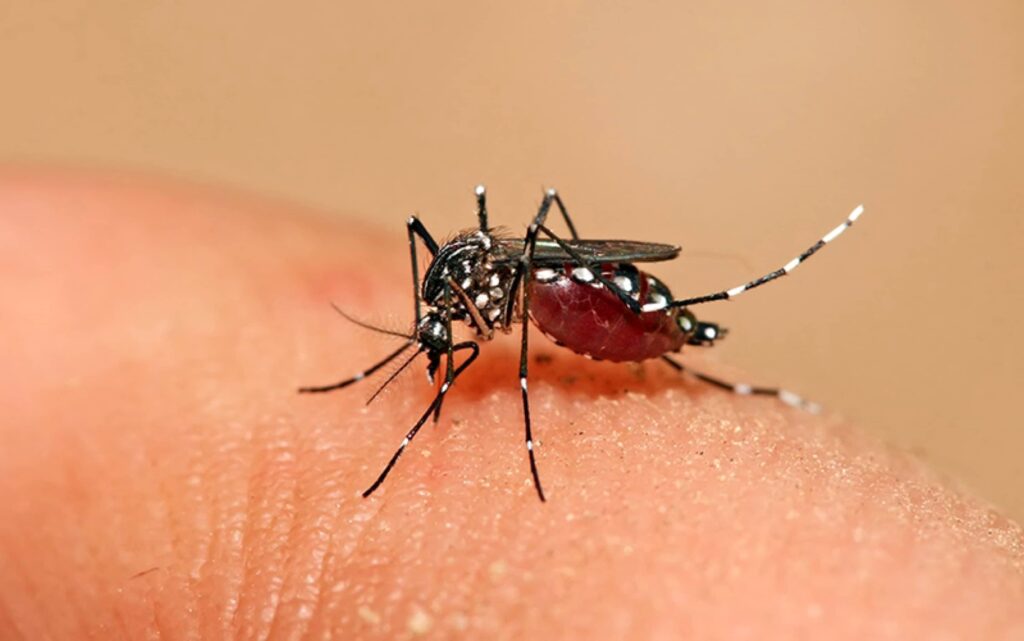 Dengue