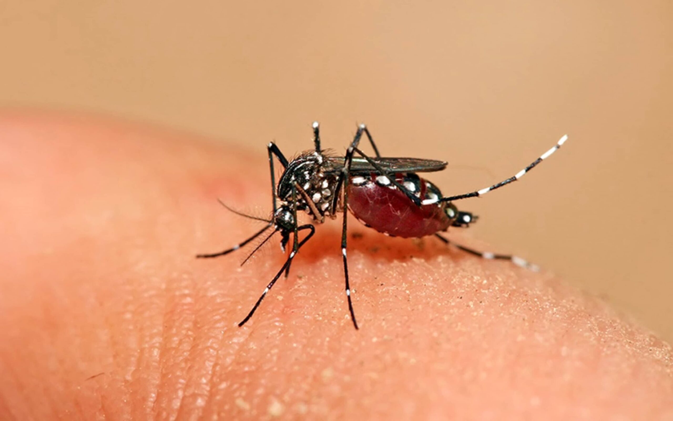 Lo que hay que saber del mosquito transmisor del dengue
