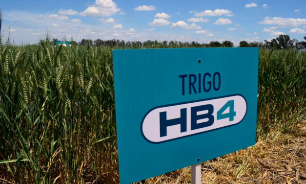 Brasil aprobó la importación de trigo transgénico HB4