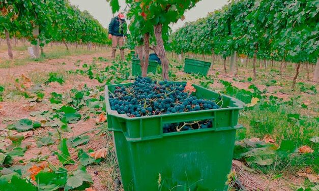 Gobernador Duval: la localidad en La Pampa que reflotó por la producción de vinos.