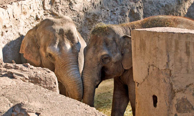 Pocha y Guillermina: elefantas en busca de libertad
