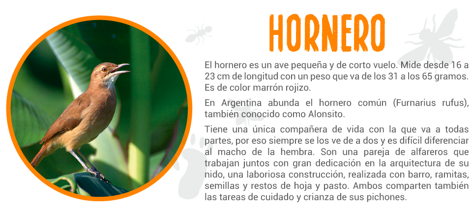 Hornero