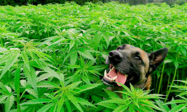 ¿Se puede utilizar cannabis medicinal en tratamientos veterinarios?