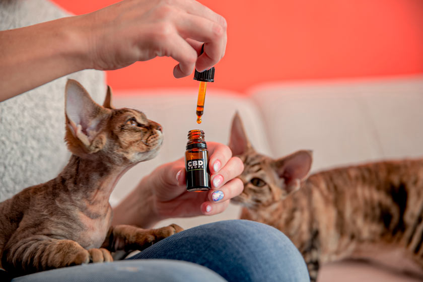 Veterinarios piden poder tratar animales con aceite de cannabis edit