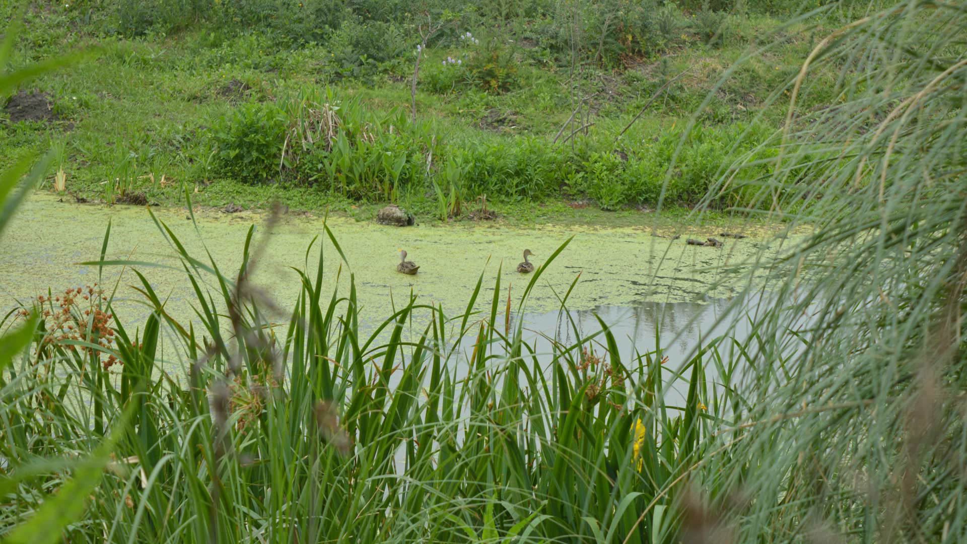 10 Especie de patos observada en el Lago de los Humedales de Hudson SOFIA DIAZ