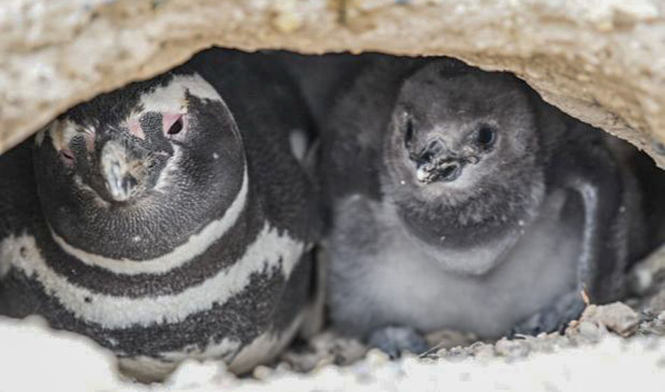 Pingüinos Punta Tombo