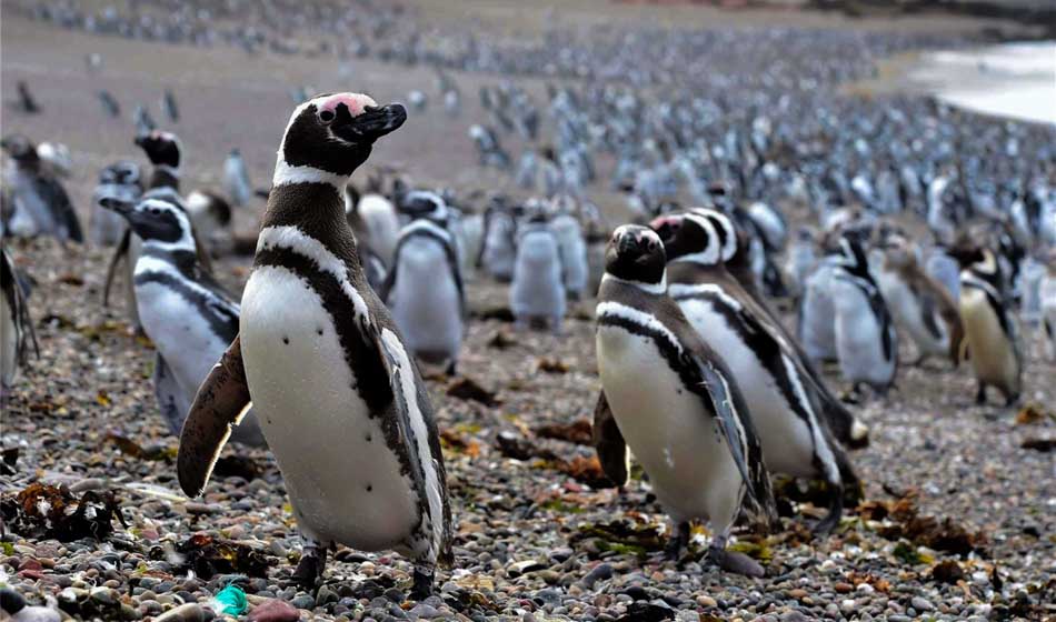 Pingüinos Punta Tombo