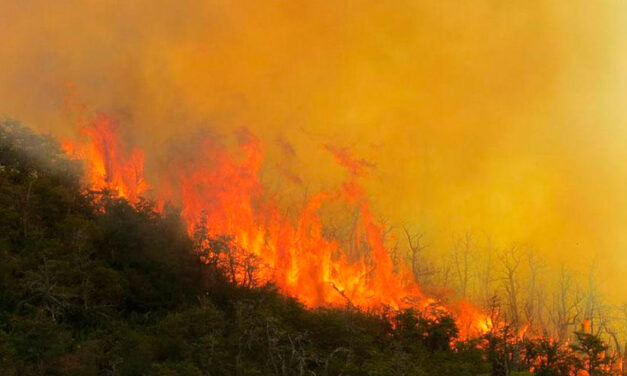 Neuquén en llamas: el incendio destruyó más de 1300 hectáreas