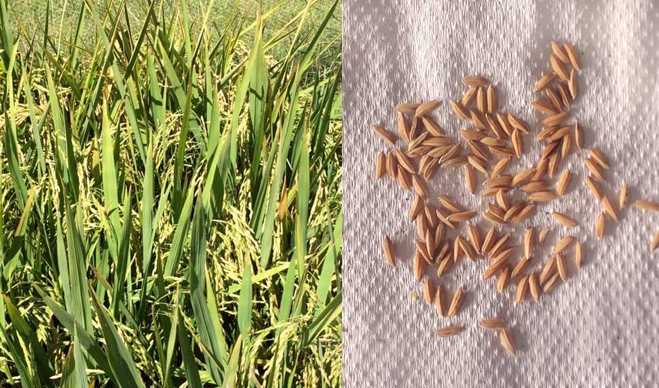 2 La investigacion concentro los estudios en la hoja bandera la ultima en brotar antes de la panoja de arroz. FOTOS Gentileza becaria CONICET Fotografia.