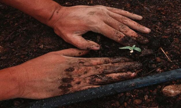Instituciones Argentinas empiezan a implementar menúes a base de plantas