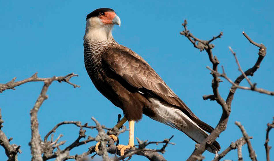 Aves rapaces y lagartos: la nueva invasión humana