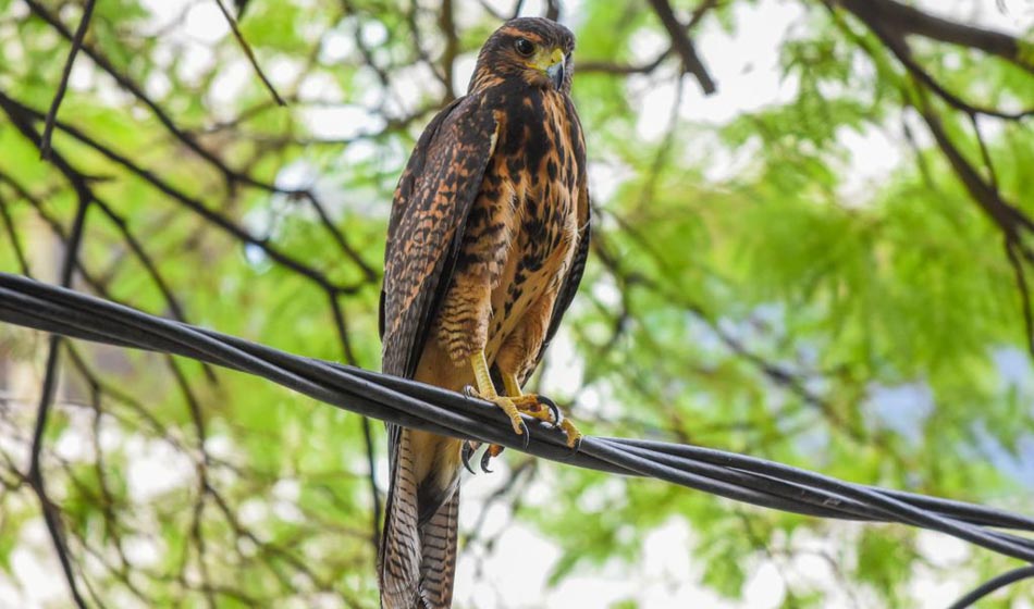 Aves rapaces y lagartos: la nueva invasión humana