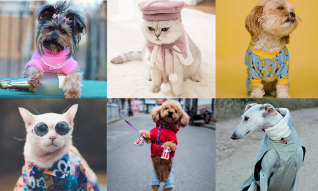 14 de enero: ¿Por qué se celebra el “Día Mundial de Vestir a tu Mascota”?