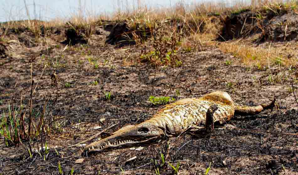 Animales Corrientes