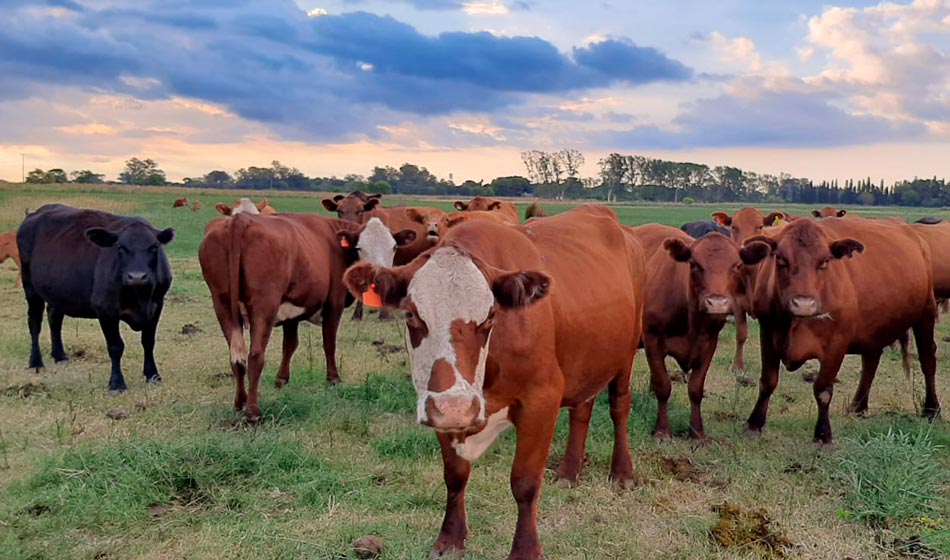 3 Produccion lactea y de carne agroecologicas