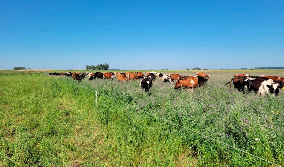 4 Produccion lactea y de carne agroecologicas