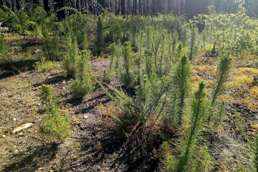 Monocultivo forestal