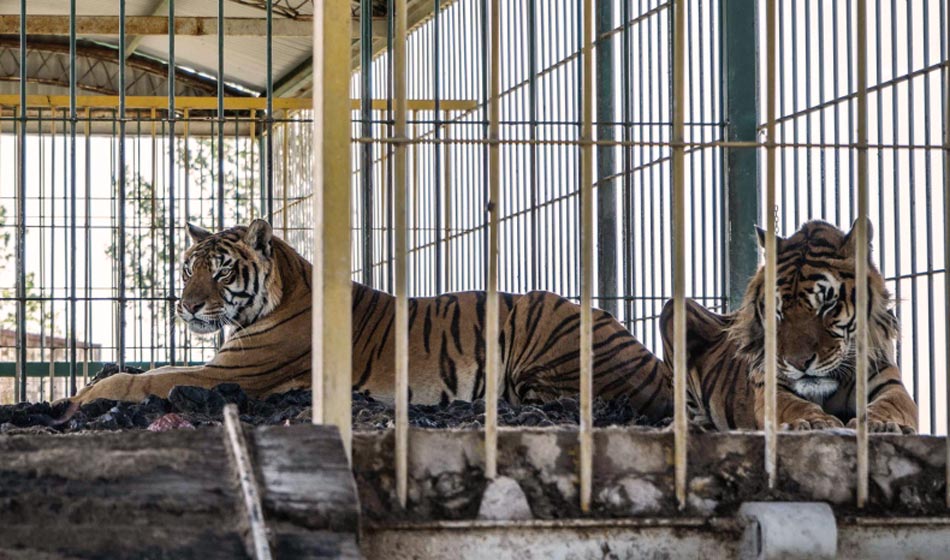 Tigres de bengala