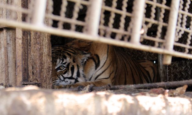 Rescatarán tigres de bengala abandonados en San Luis