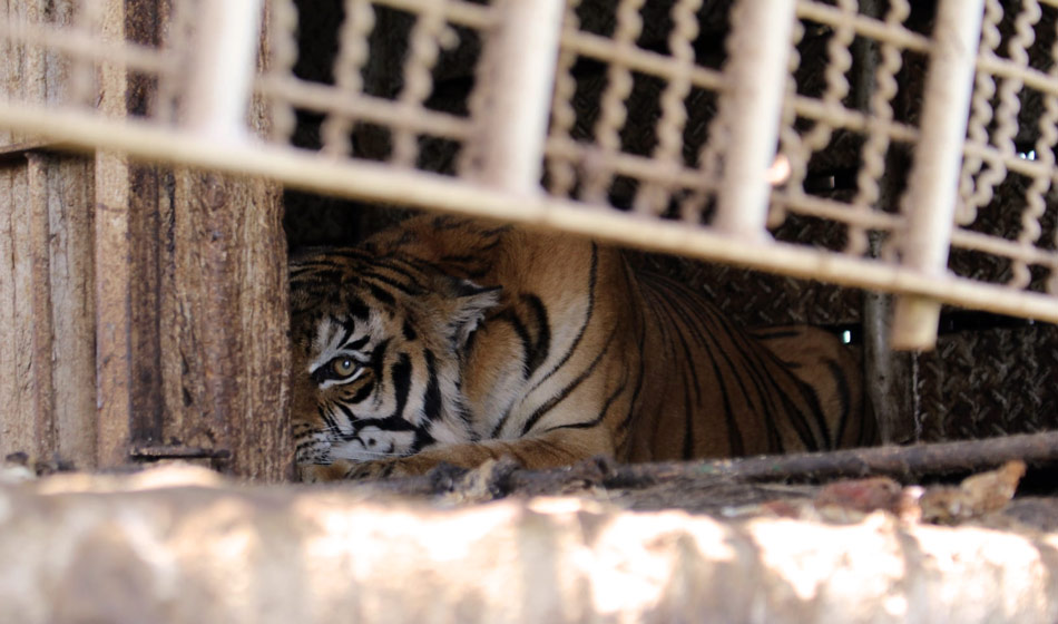 Tigres de bengala