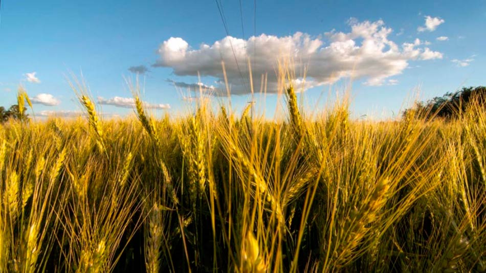 Rusia-Ucrania precio del trigo