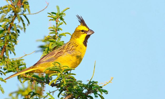 Entre Ríos: rescataron cien aves que iban a ser comercializadas