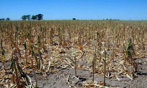 Declararon emergencia y desastre agropecuario en Chaco