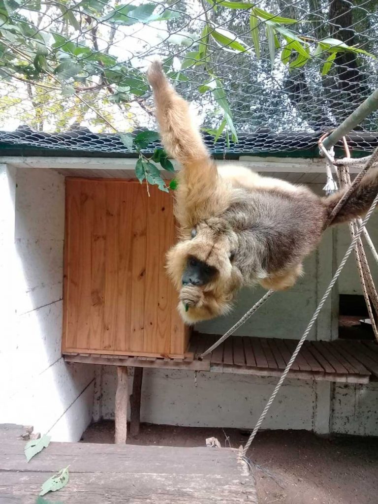 Maltrato animal: el negocio de los criaderos ilegales 3 Maltrato animal