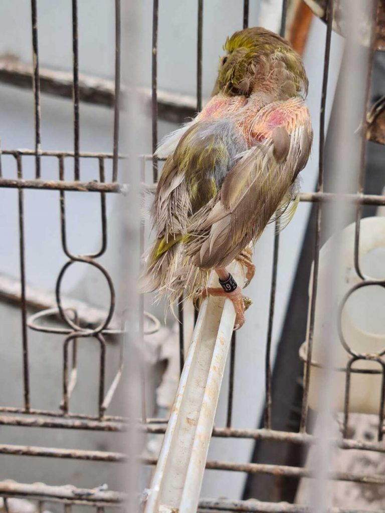 Maltrato animal: el negocio de los criaderos ilegales 2 Maltrato animal