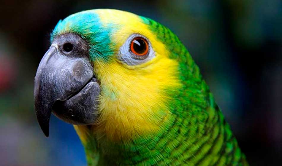 Maltrato animal: el negocio de los criaderos ilegales 1 Maltrato animal