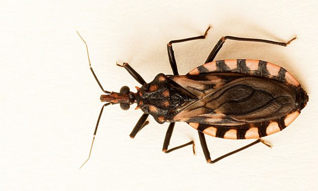 14 de abril: Día Mundial de la Enfermedad de Chagas