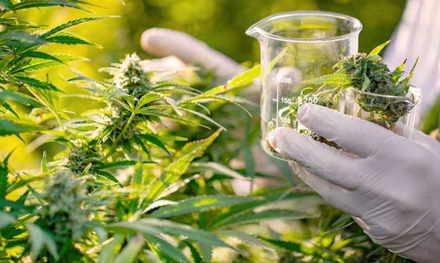 ¿En qué consiste la nueva reglamentación del cannabis medicinal?
